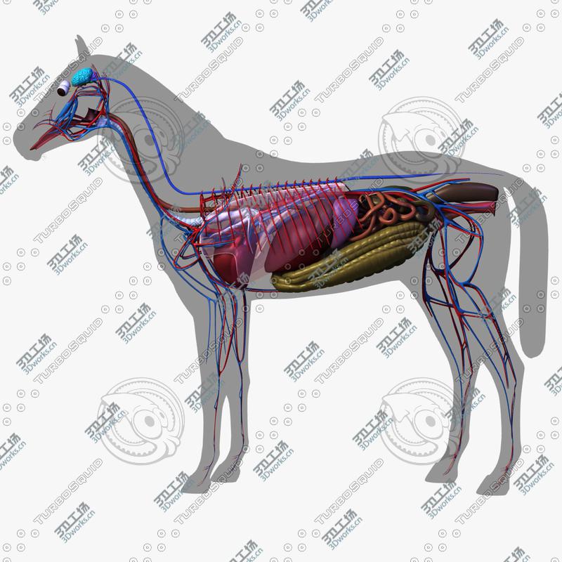 images/goods_img/20210113/Horse Anatomy/4.jpg